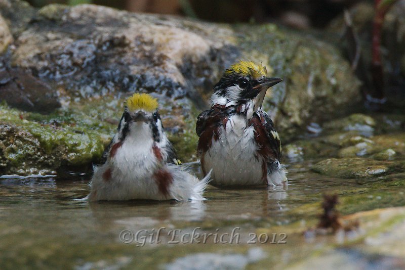 Chestnut-sided Warbler 2012-05-05 (2).jpg